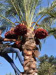 A Palestinian farmer harvests dates from a palm tree