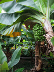 Banana Trees In Greenhouse