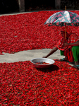 Red Chilli Pepper Processing In Bangladesh