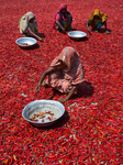 Red Chili In Bangladesh