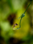  Female Anopheles Mosquito