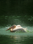 INDIA-BIRDS