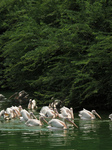 INDIA-BIRDS