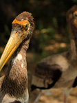 INDIA-BIRDS