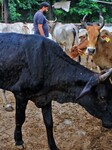 Lumpy Skin Disease Outbreak In Cattle In  Rajasthan