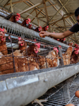 Indonesian Farm Wary Of The Spread Of Avian Influenza