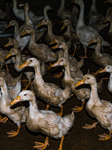 Bird Flu Threats In India