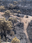 Wildfire In Kalithea Loutrakiou In Loutraki Area