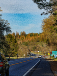 Drought And Beetle Infestations Continue To Devastate Western U.S. Forests