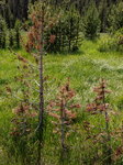 Drought And Beetle Infestations Continue To Devastate Western U.S. Forests 