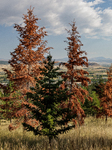 Drought, Fire And Pest Infestations Impact Montana Forests In The Western Side Of The State, Including The Bitterroot Valley And The State Capitol In Helena