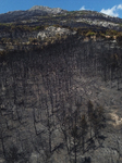 Aftermath Of The Forest Fire In Mount Parnitha Overlooking Athens