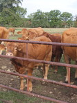 Cows at Premery center in France