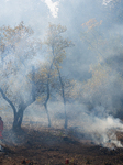 CalFire Manages A Prescribed Controlled Burn In Northern California.