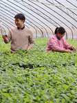 A Seedling Breeding Base in Zaozhuang.