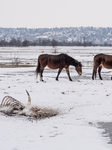 Serbian Rescue For Livestock Trapped On Island In Danube