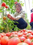 A Greenhouse in Zhangye.