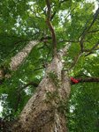 Millennium Zhennan Tree Group in Enshi.