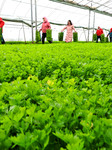 A Breeding Greenhouse in Zhangye.