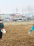 Spring Ploughing in Chongqing.