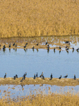 Wild Cormorants Gather at Hongze Lake Wetland in Suqian.