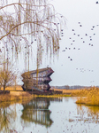  Wild Cormorants Gather at Hongze Lake Wetland Reserve in Suqian.