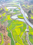 Rapeseed Flowers Bloom in Wenjiang Village.