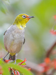 Black-masked White-eye.