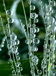 Wheat Dew Drop.