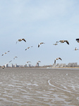 Migratory Birds at Coast Wetland in Lianyungang.