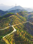 Chinese Torreya Trees Planting Base in Anqing.