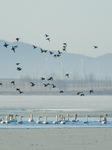 Migratory Birds at The Wolong Lake Ecological Zone in Shenyang.