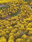 Blooming Tabebuia Chrysantha in Nannjing,