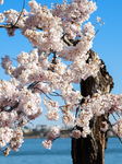 Popular Cherry Blossom Tree At Tidal Basin