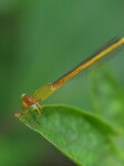 India Wildlife