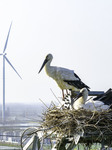 Oriental White Storks Nest on An Iron Tower in Huai 'an.