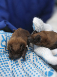 Nearly 1000 bats released in Dnipro suburbs.