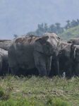 India Wildlife