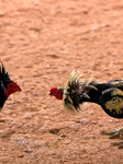 Last of the bloodsports - East Timor's obsession with cock fighting