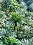 Thousand-year Cycad Blossoms in Nanning.