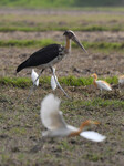 India Wildlife