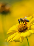 A Bee Collects Pollen on Flowers.