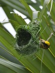  Baya Weaver In Assam