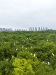 Xishuanghu Wetland Park in Lianyungang.