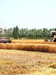 Wheat Harvest in Suqian.