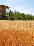 Yellow River Beach Wheat Harvest in Jinan.