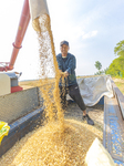 Wheat Harvest in Suqian.