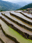 Field Transplanting Rice Seedlings in Yichang.