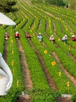 A Tea Plantation in Qingdao.