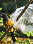 World Environment Day - Rufous Treepie - End Plastic Pollution